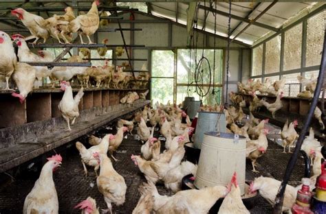 How Does Cage Free Farming Affect Animal Welfare